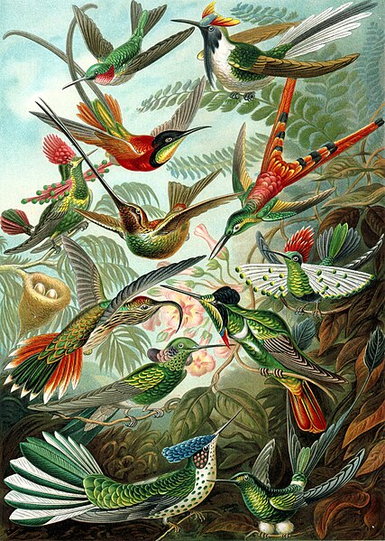 File:Haeckel Trochilidae.jpg